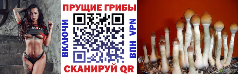 Галлюциногенные грибы GOLDEN TEACHER  Купить  Серов 